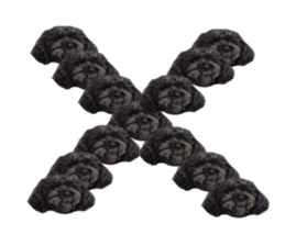 The toy poodle photo sticker 1 sticker #15643113