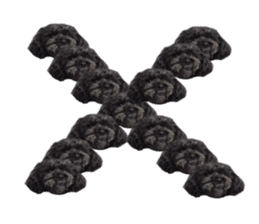 The toy poodle photo sticker 1 sticker #15643113