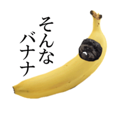 The toy poodle photo sticker 1 sticker #15643114