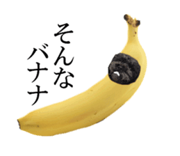 The toy poodle photo sticker 1 sticker #15643114