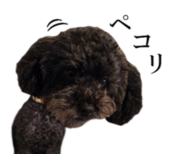 The toy poodle photo sticker 1 sticker #15643115