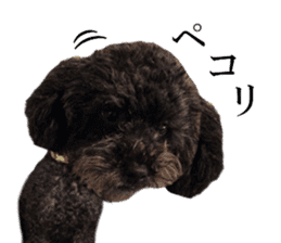 The toy poodle photo sticker 1 sticker #15643115