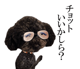 The toy poodle photo sticker 1 sticker #15643116