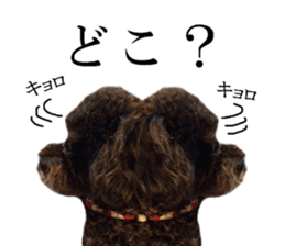 The toy poodle photo sticker 1 sticker #15643117