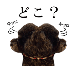 The toy poodle photo sticker 1 sticker #15643117