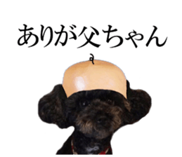 The toy poodle photo sticker 1 sticker #15643118