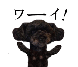 The toy poodle photo sticker 1 sticker #15643119