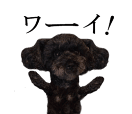 The toy poodle photo sticker 1 sticker #15643119