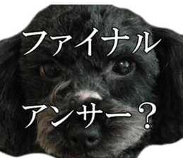 The toy poodle photo sticker 1 sticker #15643120