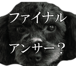The toy poodle photo sticker 1 sticker #15643120