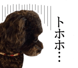 The toy poodle photo sticker 1 sticker #15643121
