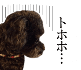 The toy poodle photo sticker 1 sticker #15643121