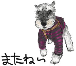 Miniature Schnauzer - by Harry sticker #15643162