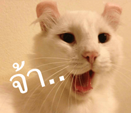 Cat Lovers 1 sticker #15643570