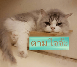 Cat Lovers 1 sticker #15643572