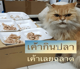 Cat Lovers 1 sticker #15643574