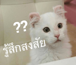 Cat Lovers 1 sticker #15643575