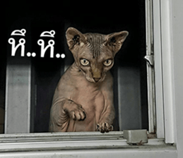 Cat Lovers 1 sticker #15643577