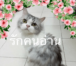 Cat Lovers 1 sticker #15643579