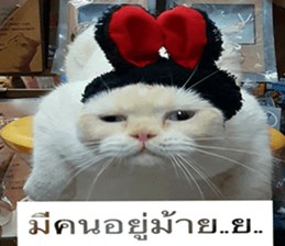 Cat Lovers 1 sticker #15643580