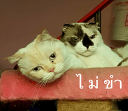 Cat Lovers 1 sticker #15643582