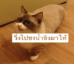 Cat Lovers 1 sticker #15643583