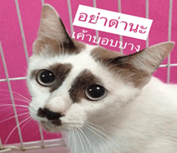 Cat Lovers 1 sticker #15643584