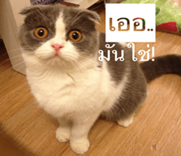 Cat Lovers 1 sticker #15643585