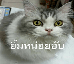 Cat Lovers 1 sticker #15643587