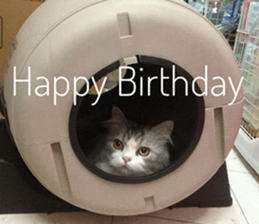 Cat Lovers 1 sticker #15643588