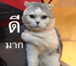 Cat Lovers 1 sticker #15643589