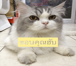 Cat Lovers 1 sticker #15643590