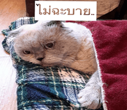 Cat Lovers 1 sticker #15643591