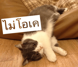 Cat Lovers 1 sticker #15643592