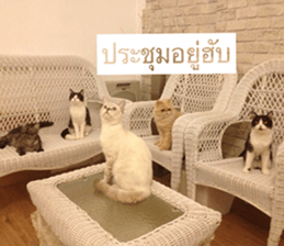 Cat Lovers 1 sticker #15643593