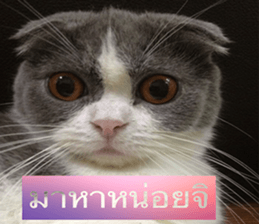 Cat Lovers 1 sticker #15643594