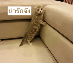 Cat Lovers 1 sticker #15643595