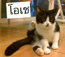 Cat Lovers 1 sticker #15643597