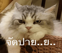 Cat Lovers 1 sticker #15643598