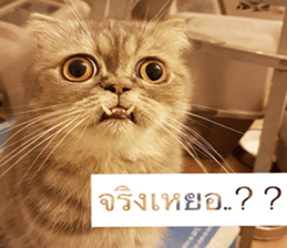 Cat Lovers 1 sticker #15643599