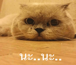 Cat Lovers 1 sticker #15643600