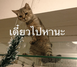 Cat Lovers 1 sticker #15643601