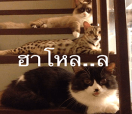 Cat Lovers 1 sticker #15643602