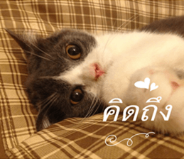 Cat Lovers 1 sticker #15643603