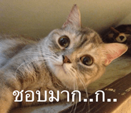 Cat Lovers 1 sticker #15643604