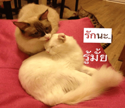 Cat Lovers 1 sticker #15643605