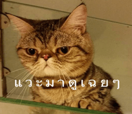 Cat Lovers 1 sticker #15643606