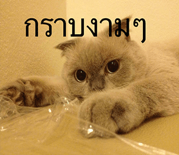 Cat Lovers 1 sticker #15643607