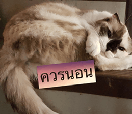 Cat Lovers 1 sticker #15643608