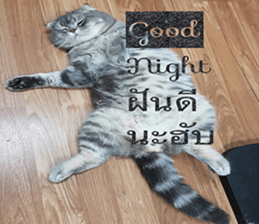 Cat Lovers 1 sticker #15643609